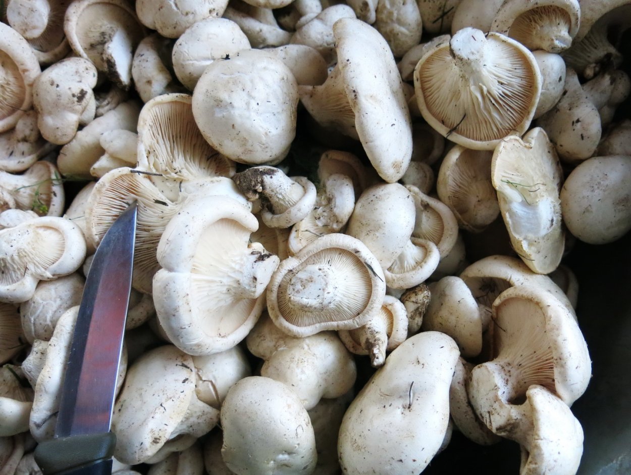 Однобочка Крымская Степная