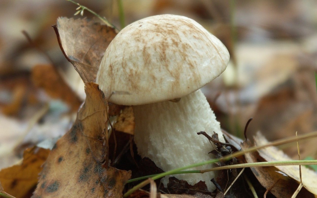 Рядовка скученная гриб