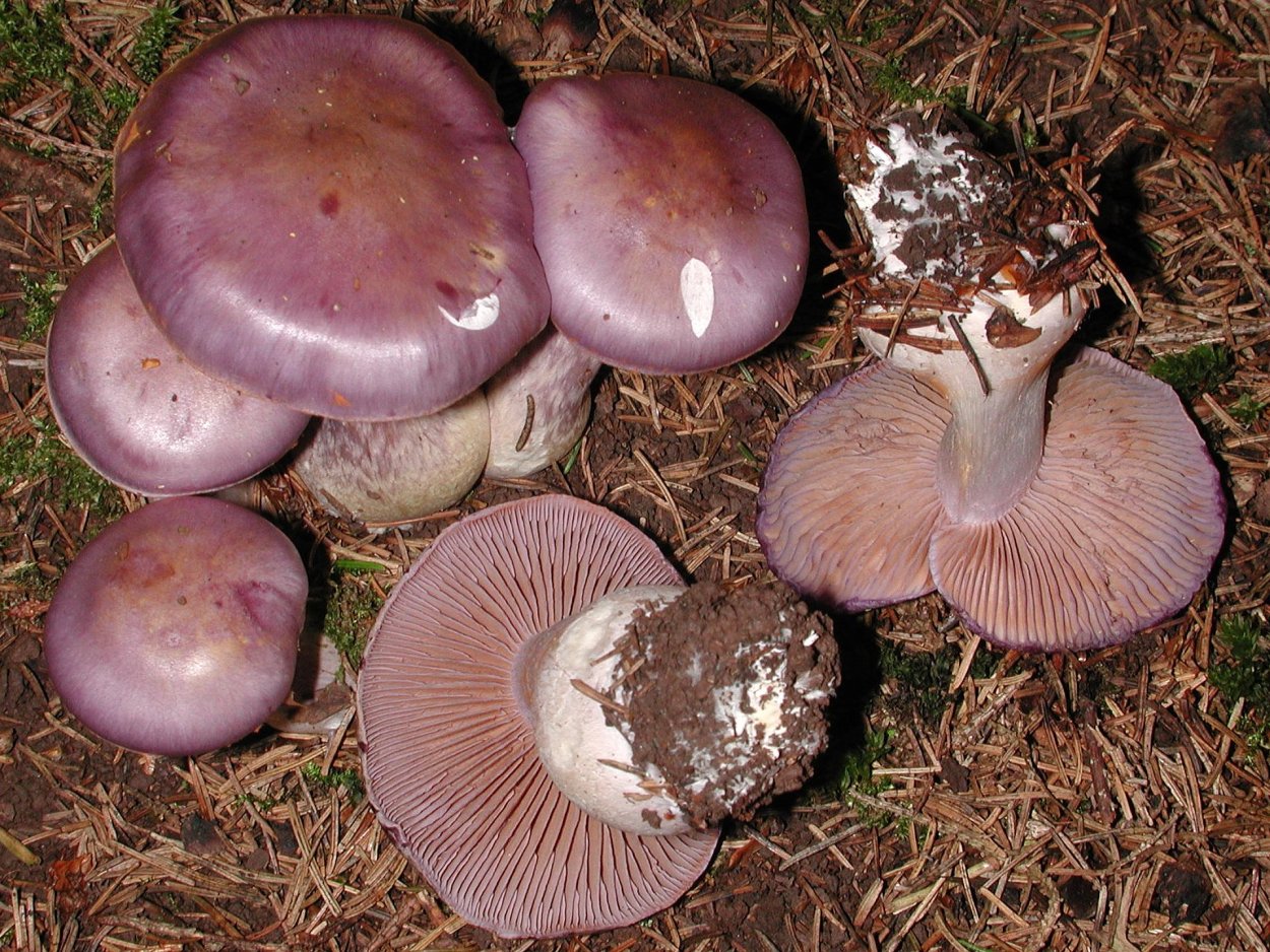 Tricholoma columbetta