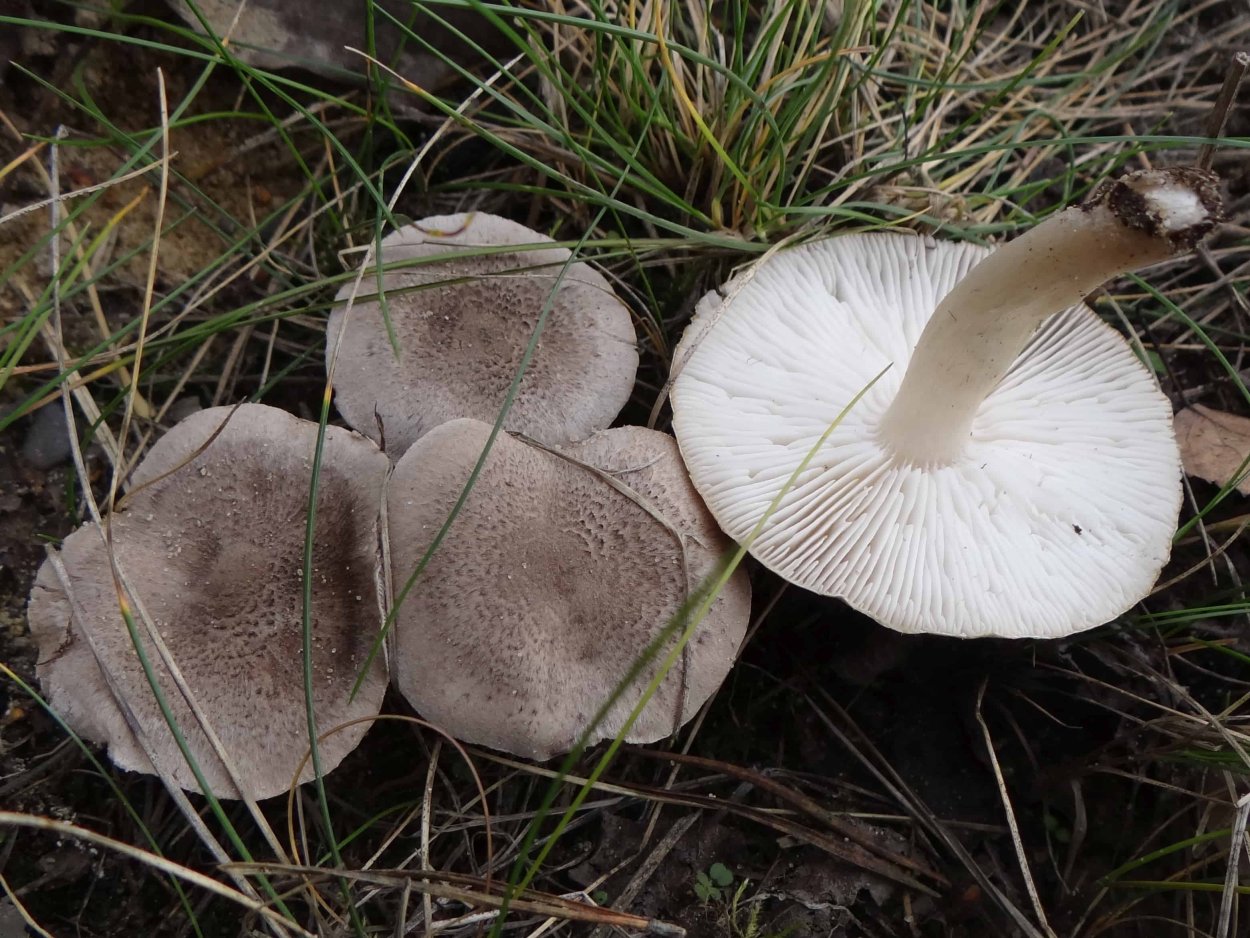 Рядовка с паутинкой