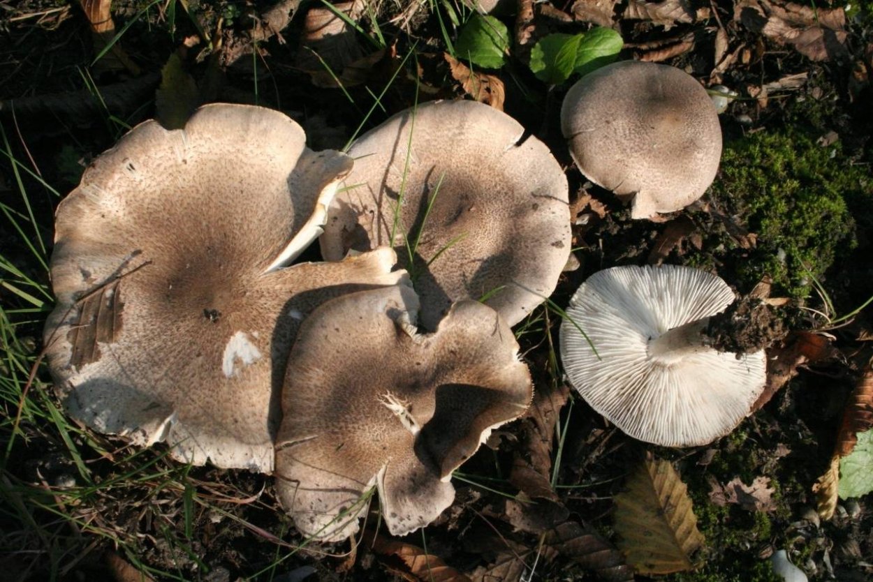 Рядовка серая Tricholoma portentosum.