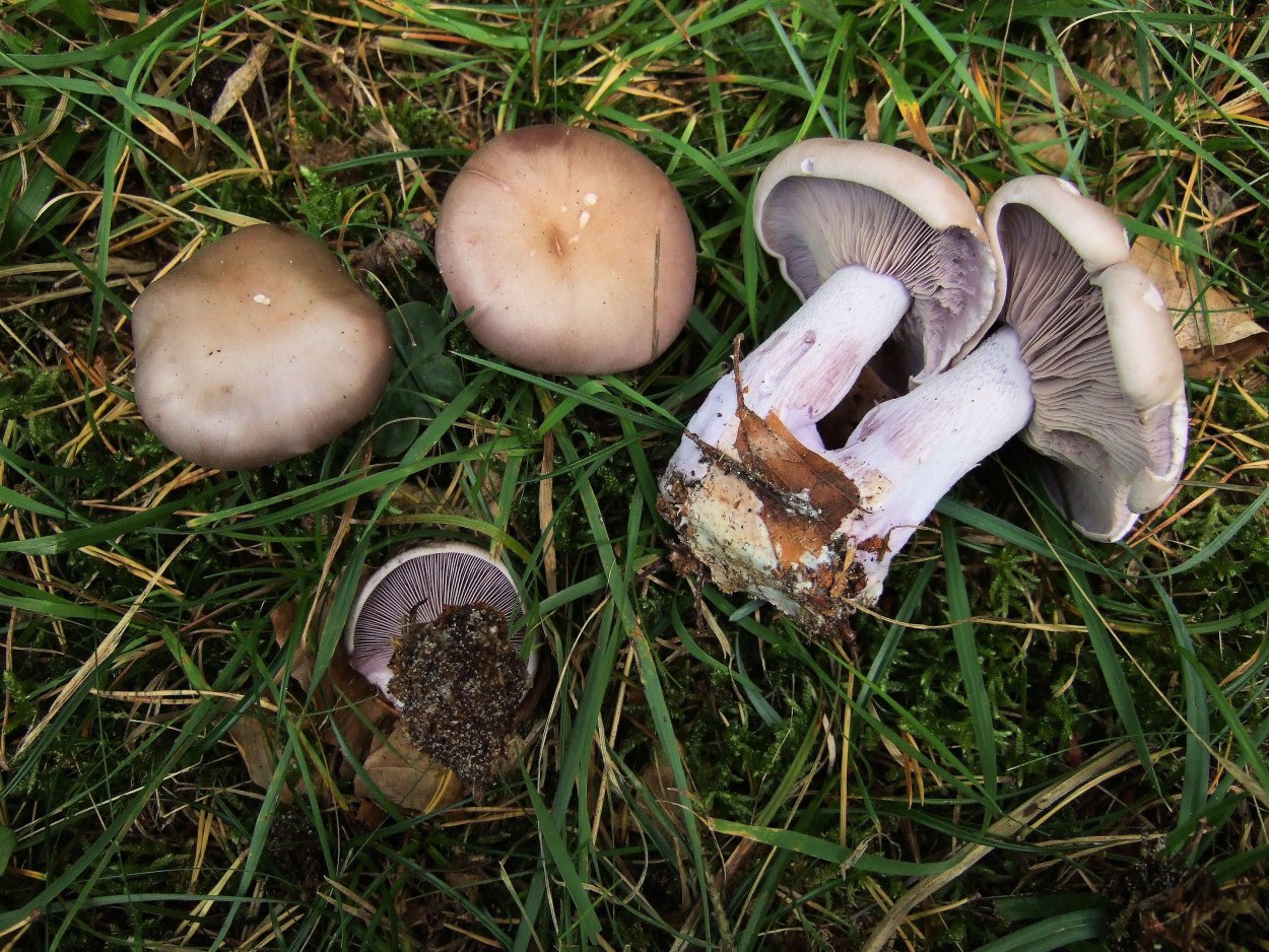 Рядовка Чешуйчатая Tricholoma imbricatum