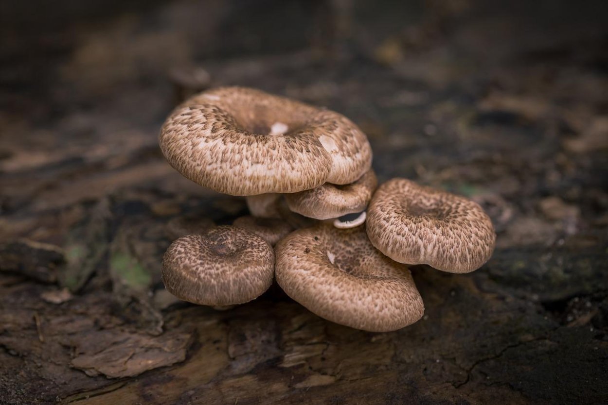 Рядовка серая Tricholoma portentosum.