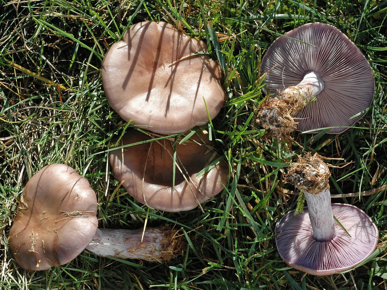 Tricholoma scalpturatum