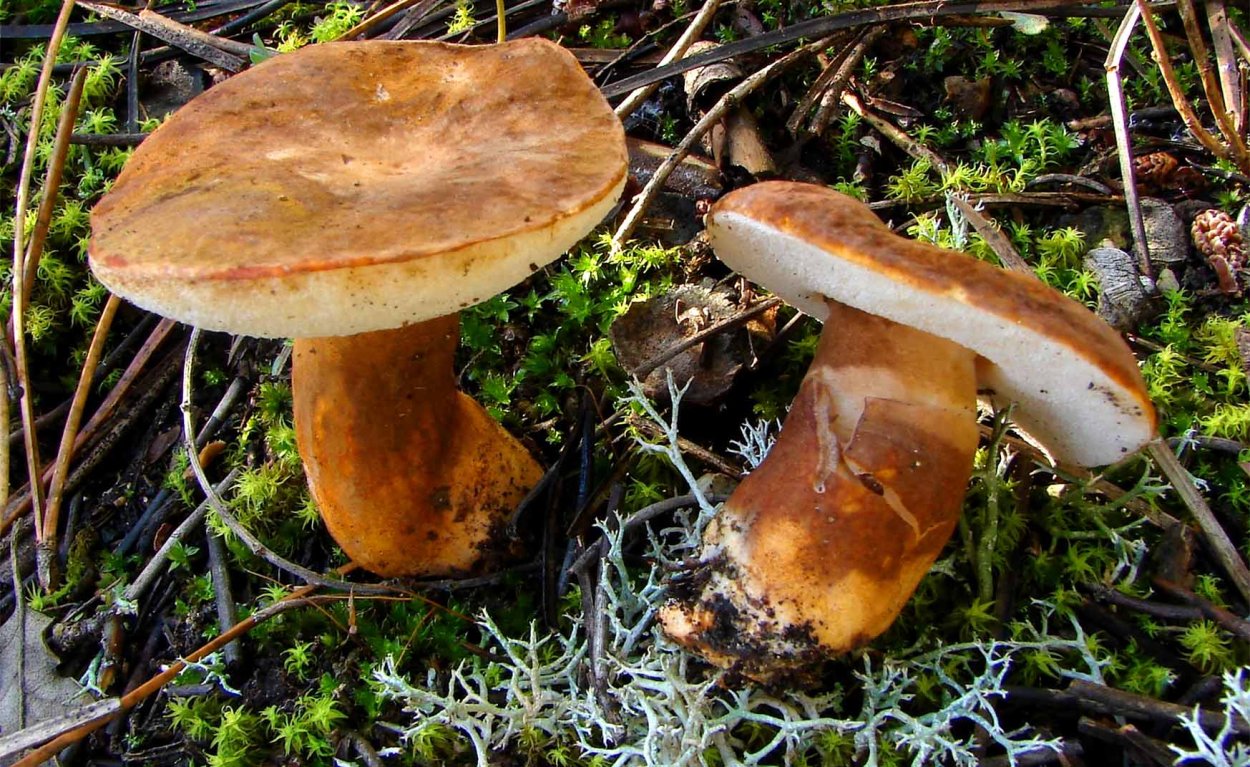 Гиропорус каштановый