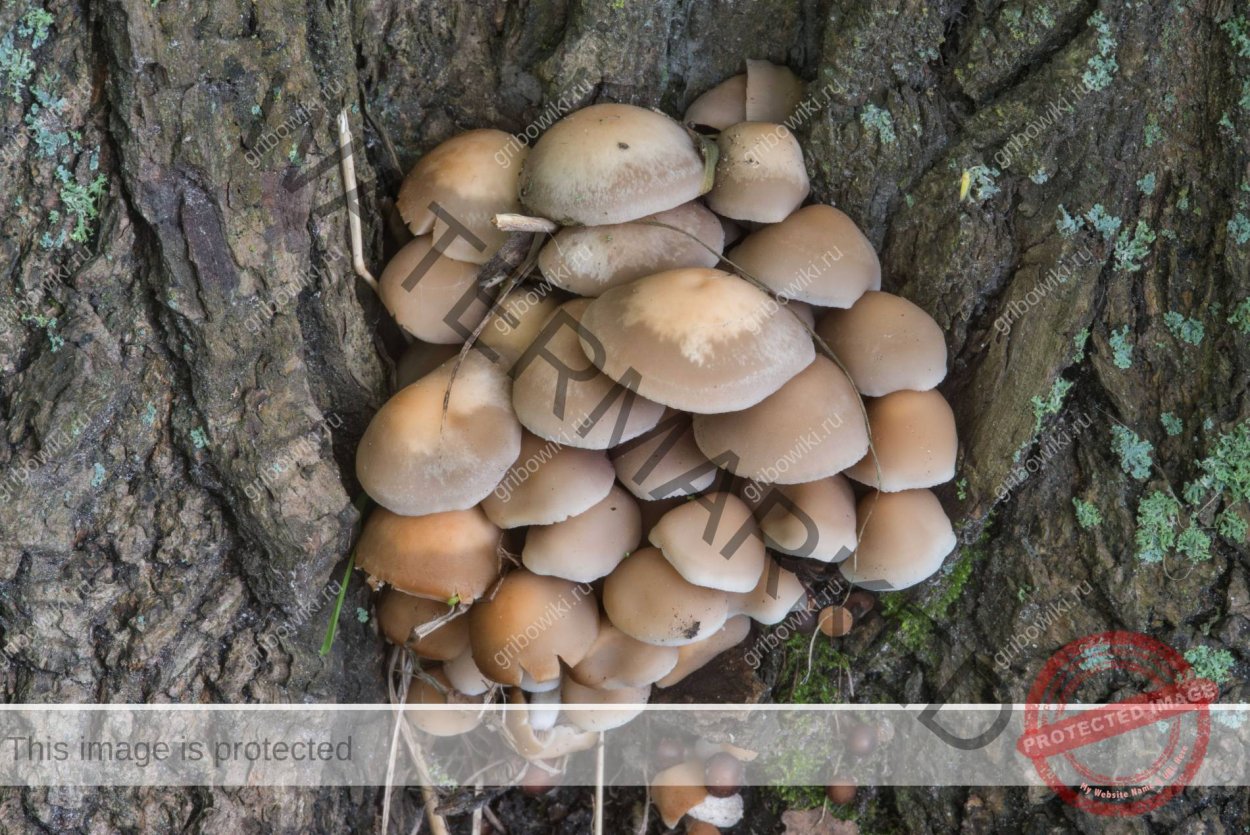 Боровик розовокожий