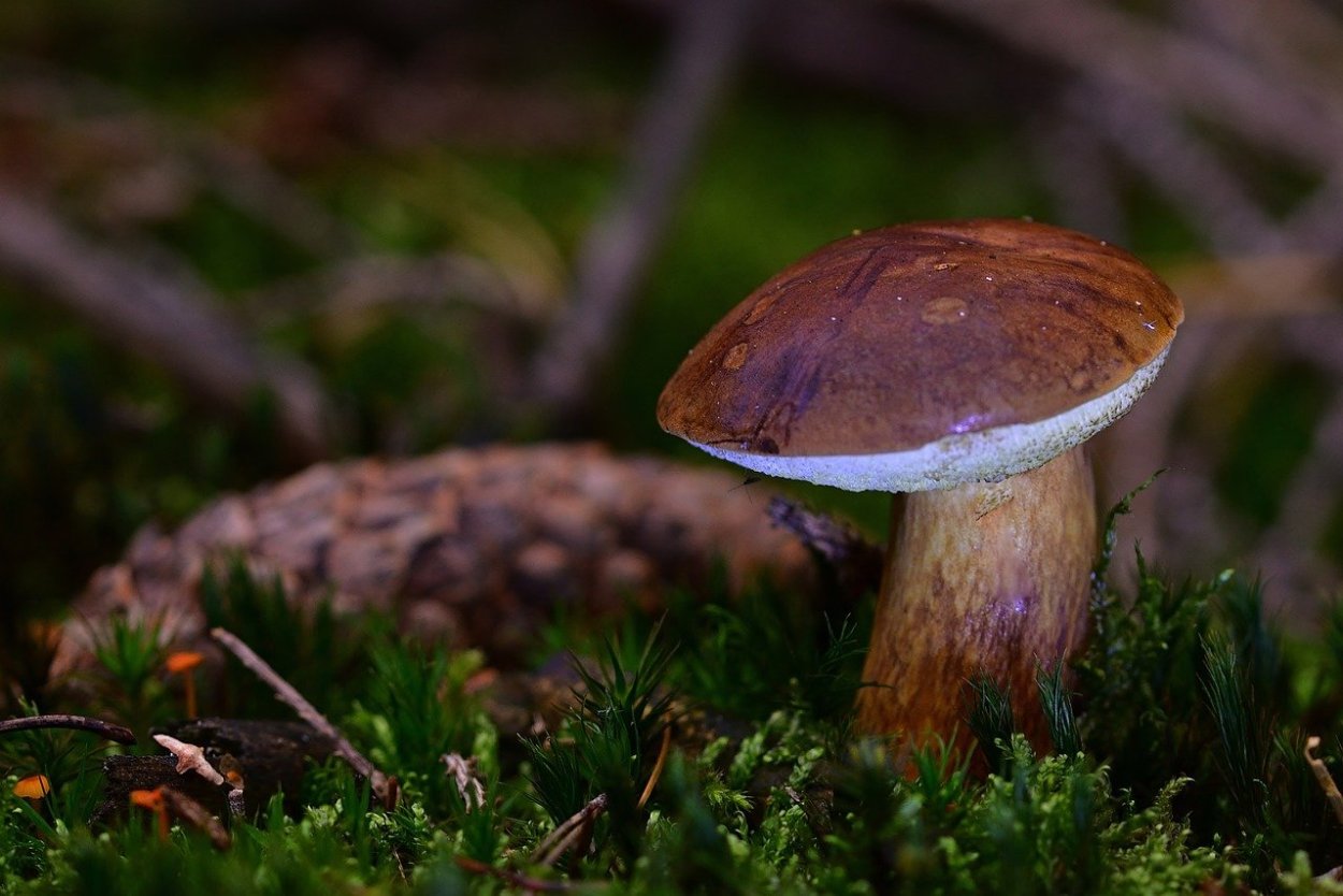 Гиропор каштановый