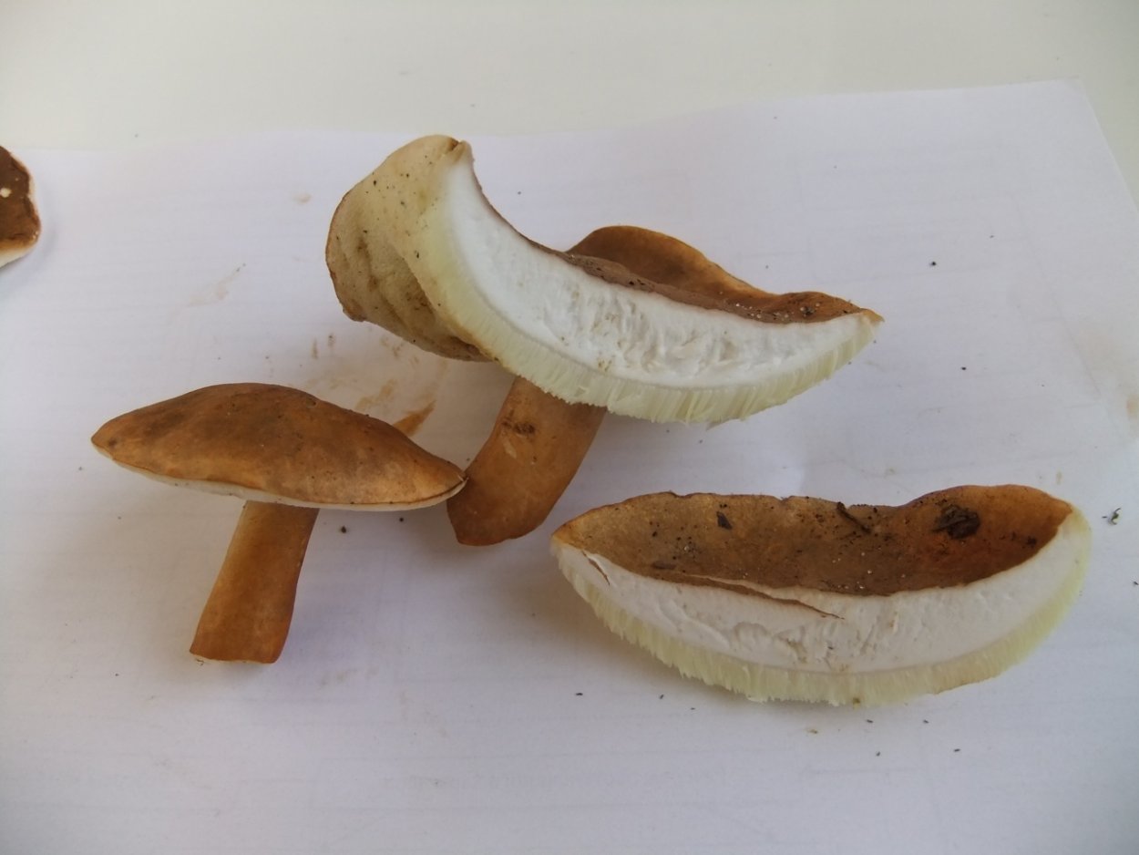 Гиропор каштановый