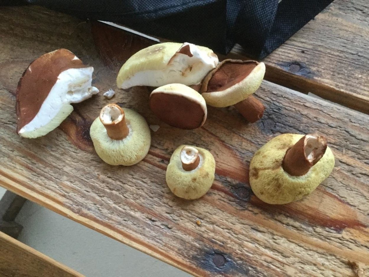 Моховик каштановый