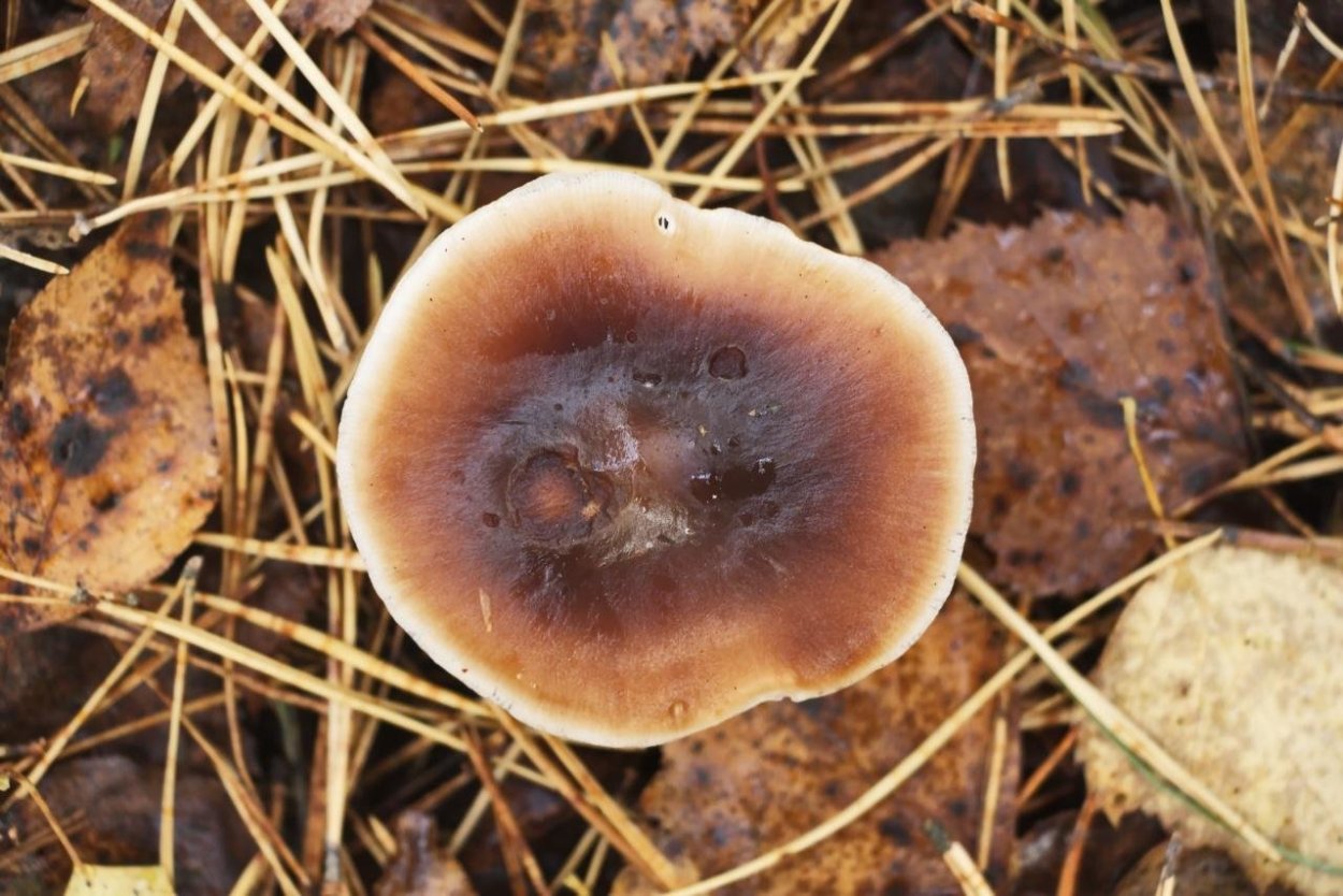 Гриб Заячий Боровик