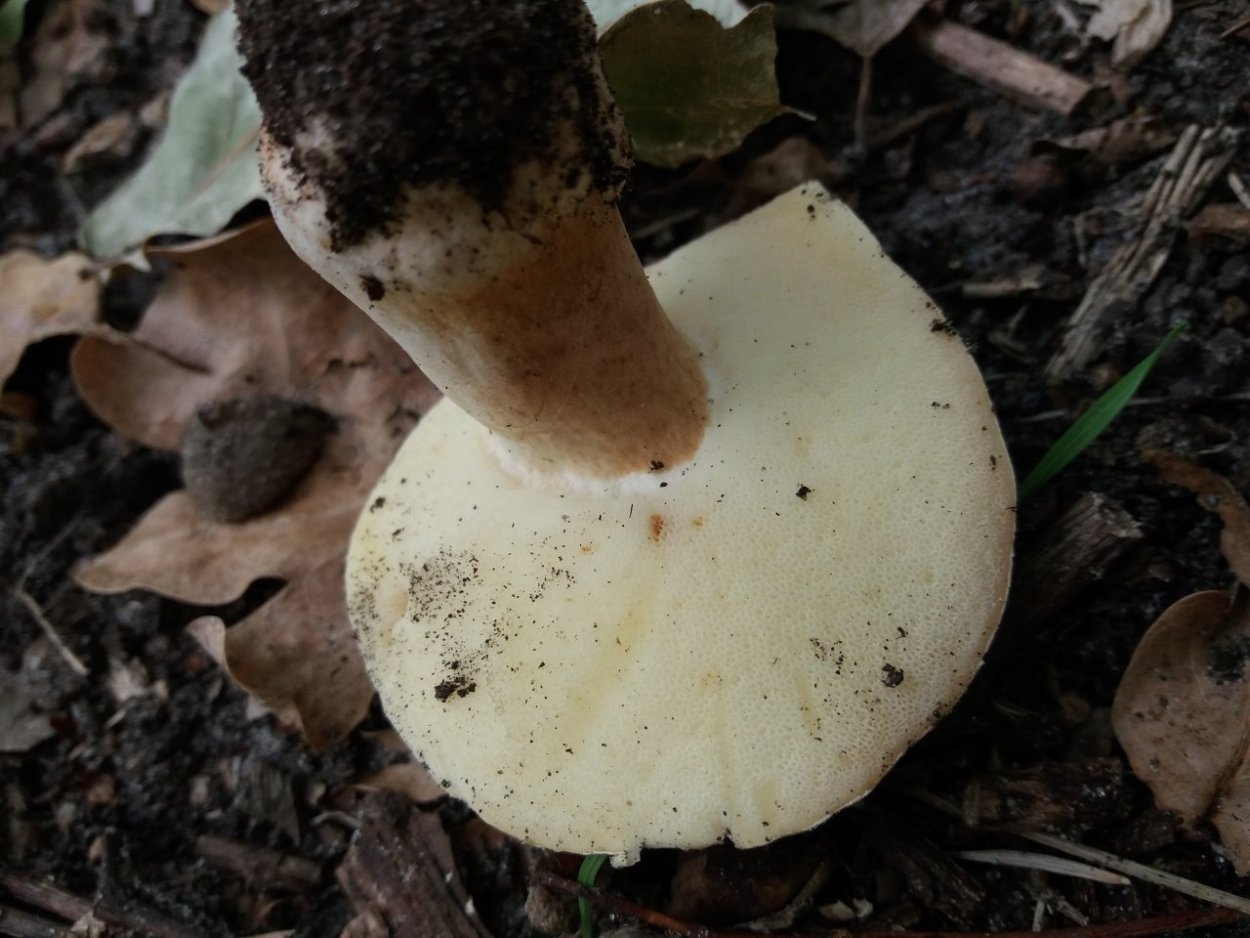 Грибы под каштанами