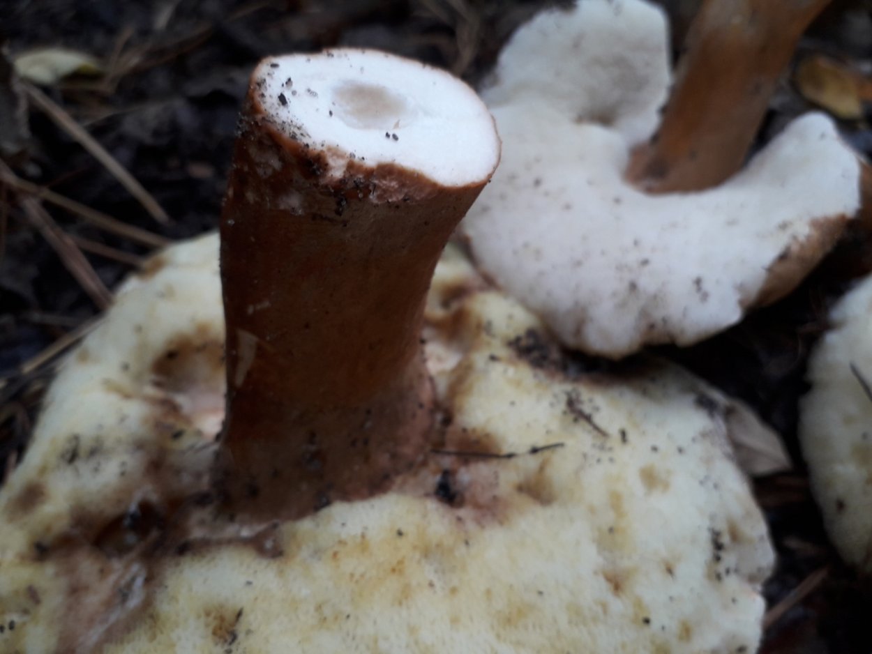 Гриб вид снизу