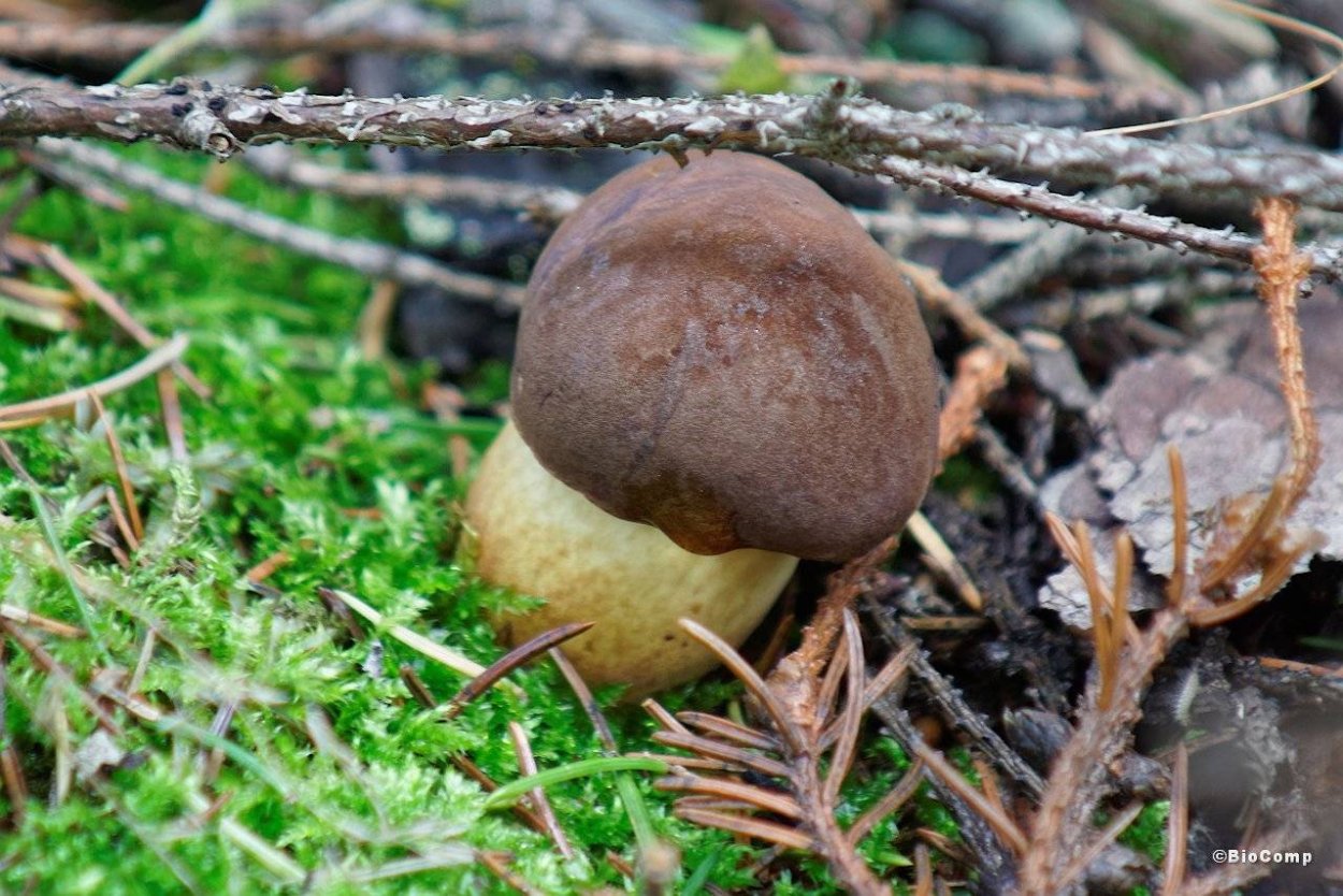 Каштановый (Заячий) гриб