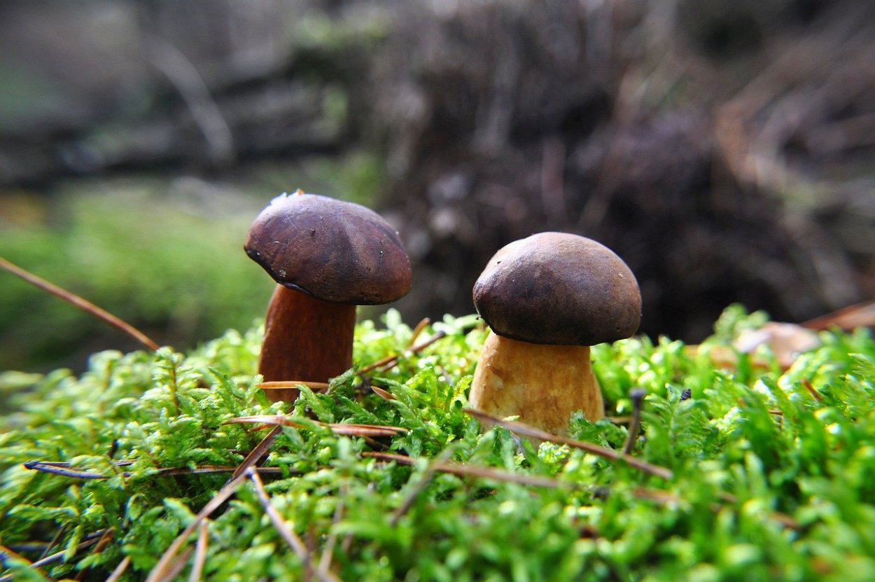 Боровик каштановый