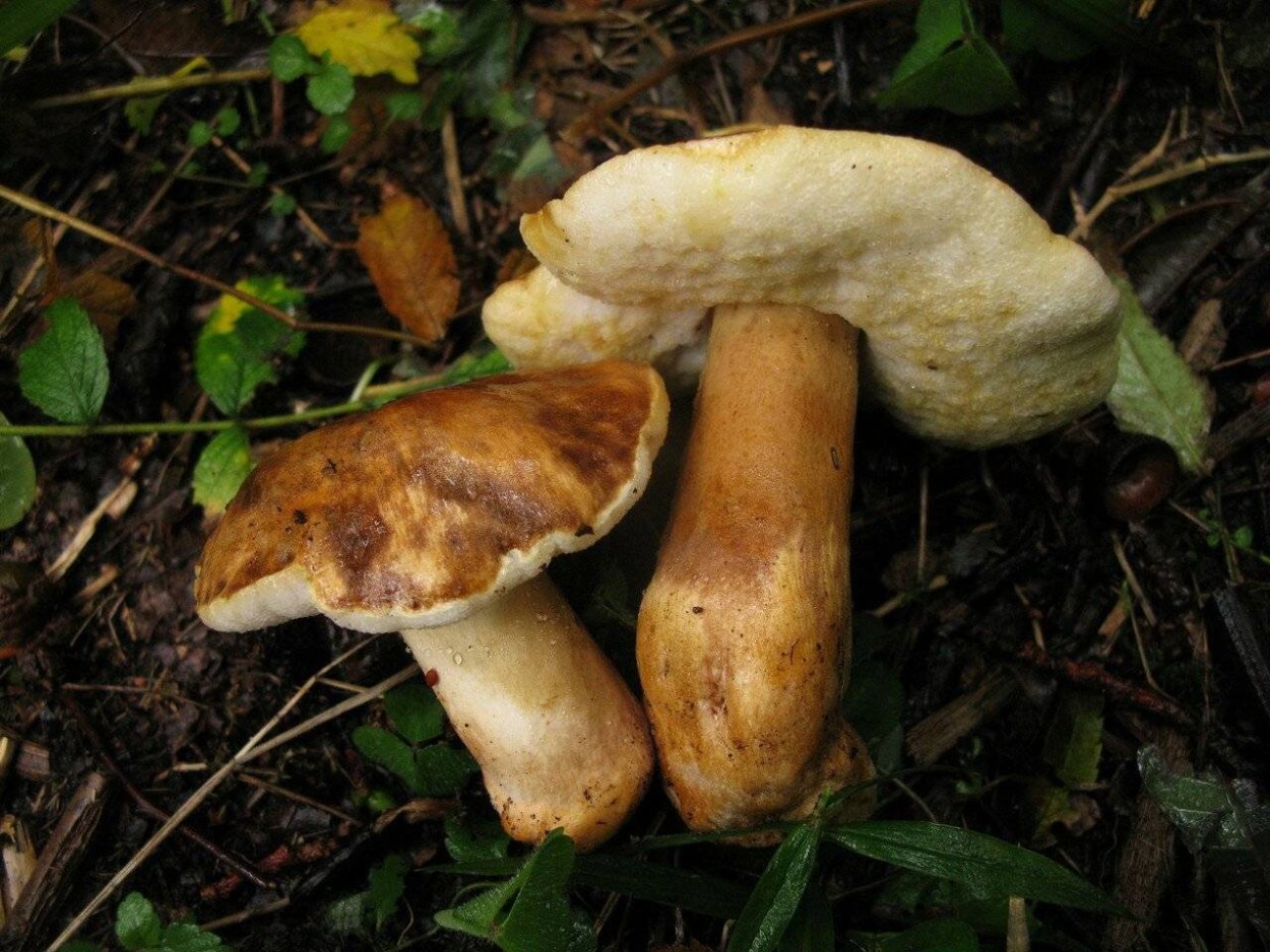 Паутинник красный браслетчатый