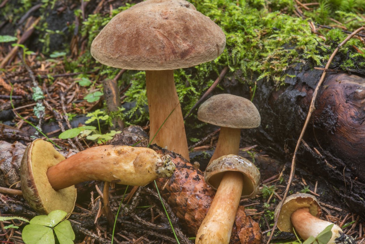 Гриб каштановик