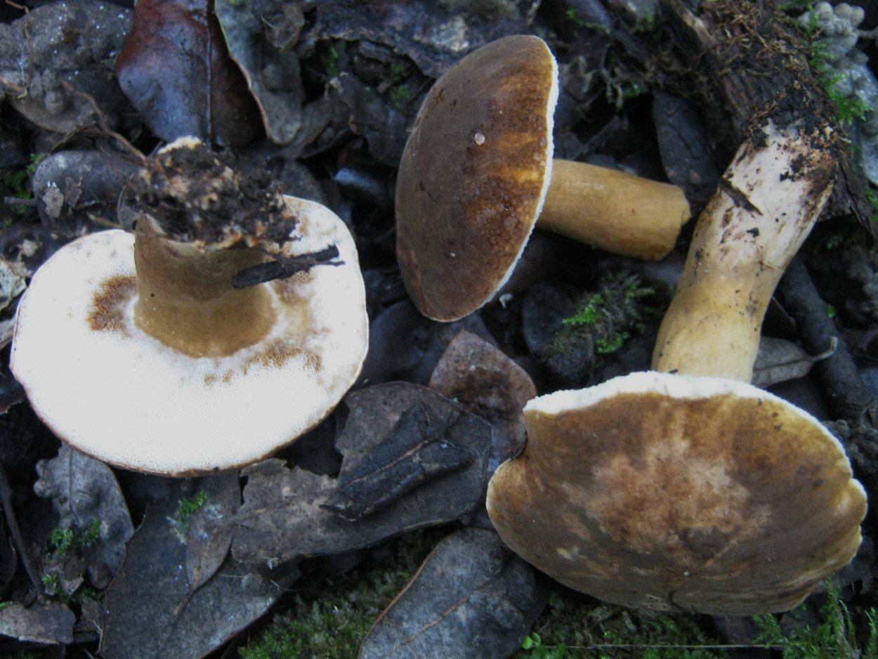 Моховик каштановый