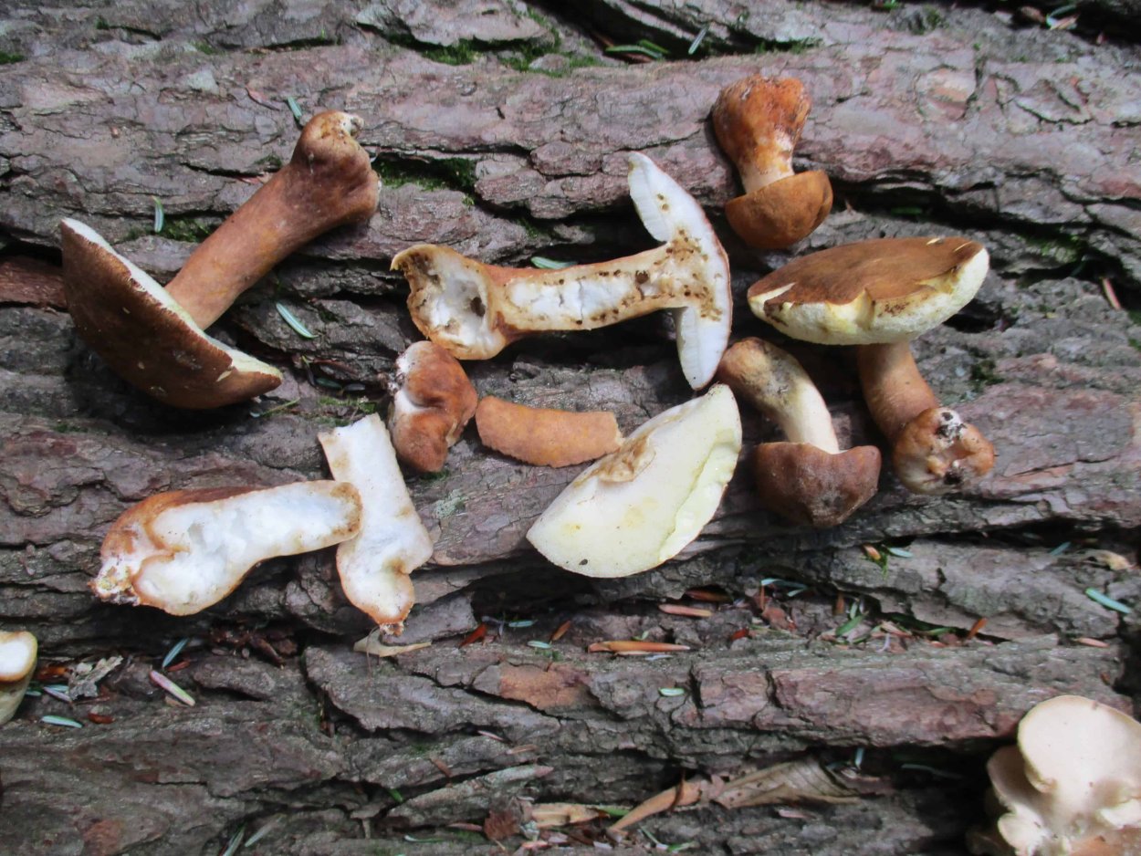 Гриб Ведьмин Боровик