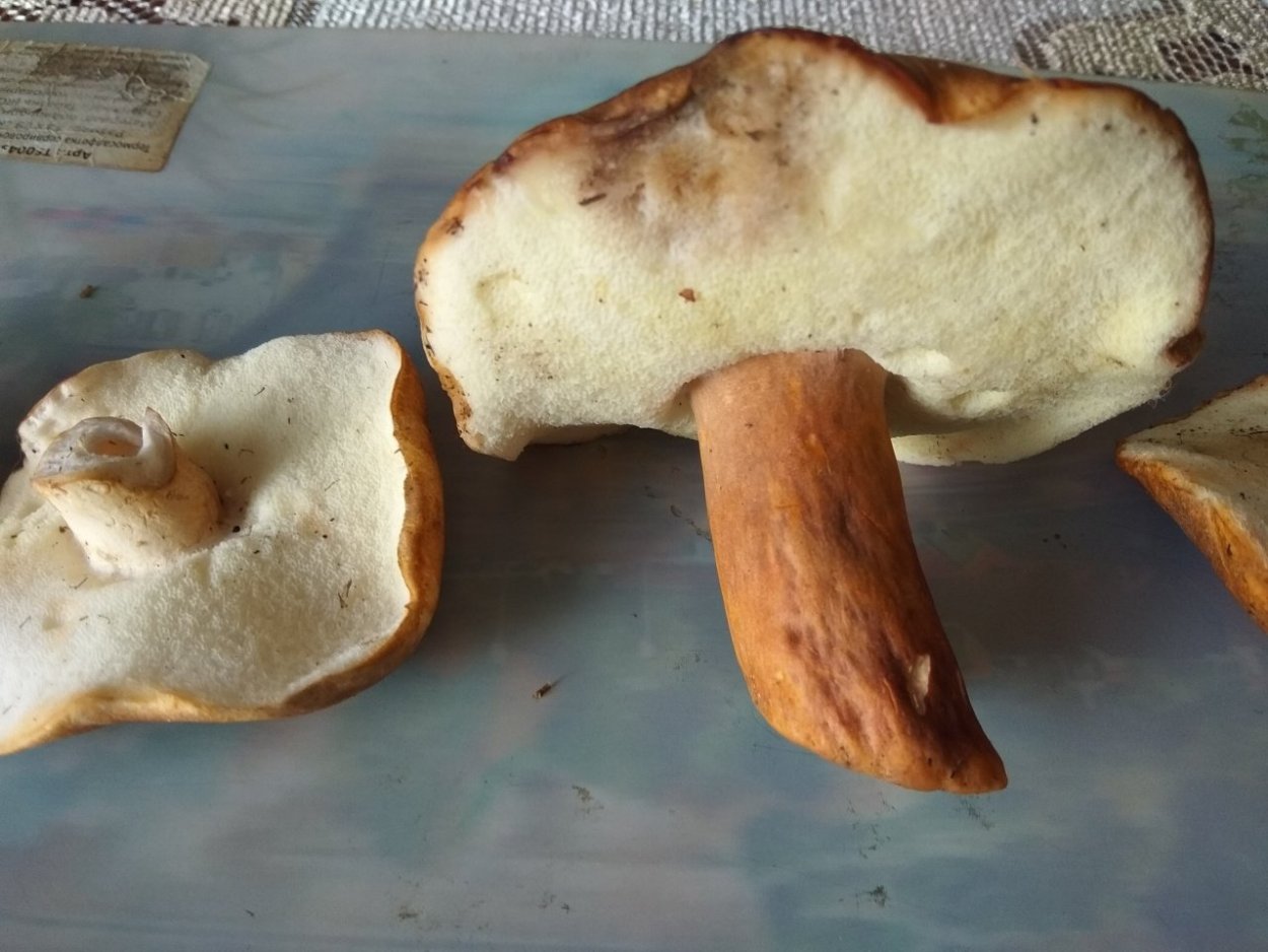 Твердый гриб