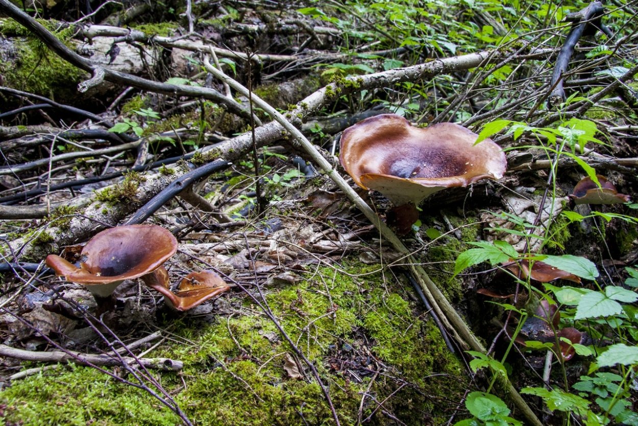 Гиропорусы вещи фотографии