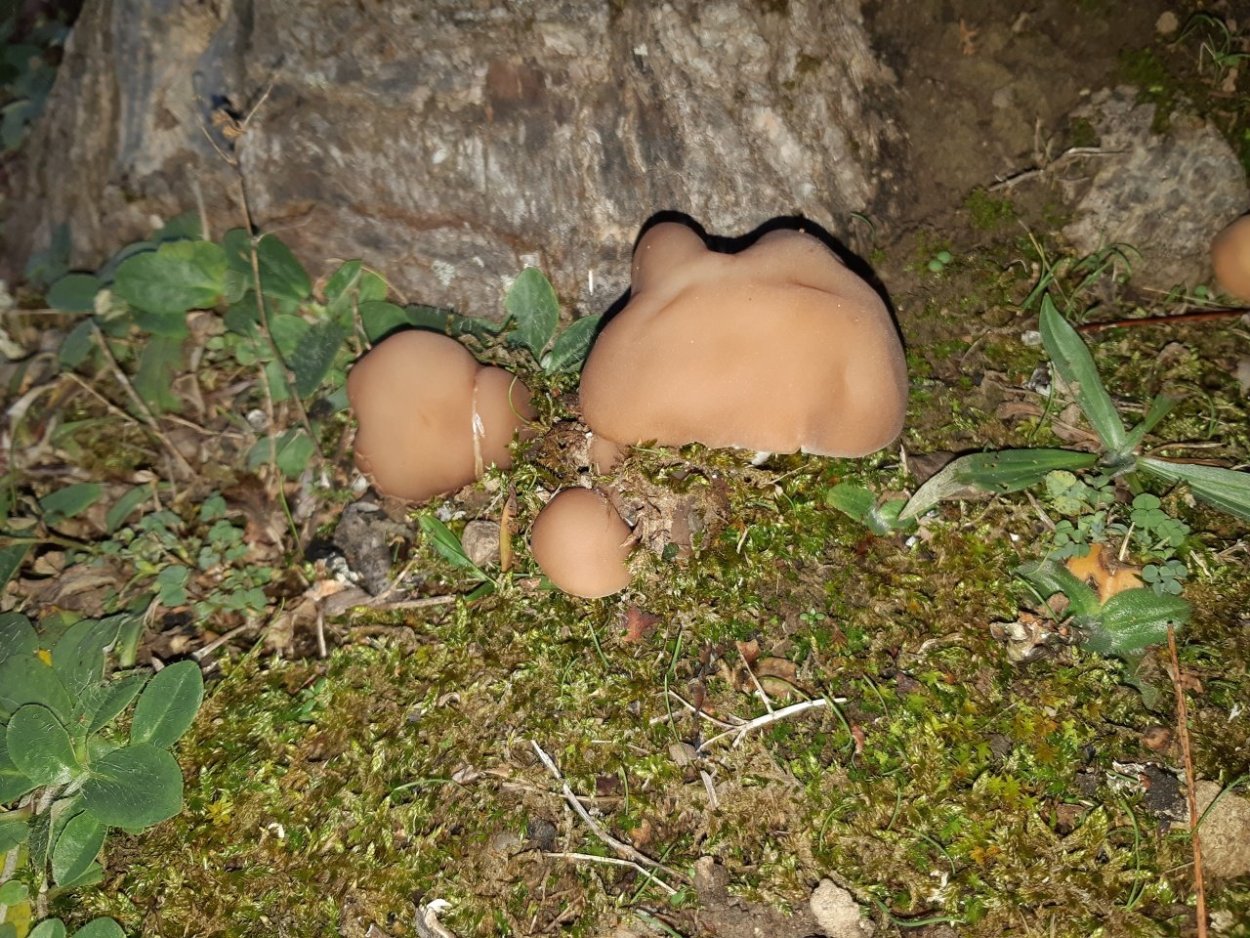 Каштановый (Заячий) гриб