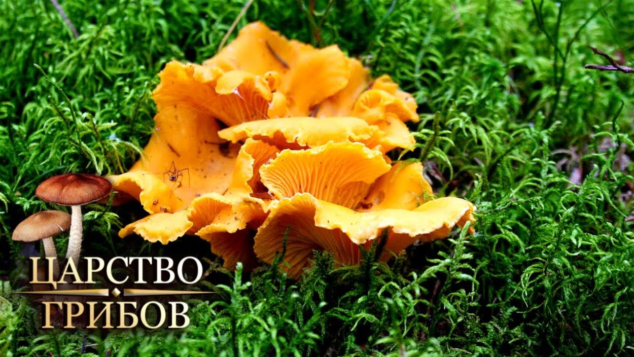Лисичка черная вороночник рожковидный