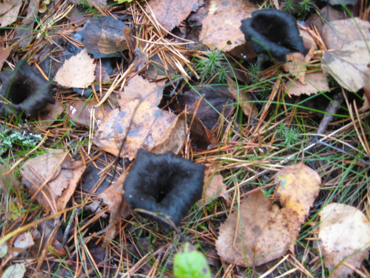 Грибы Крыма Craterellus