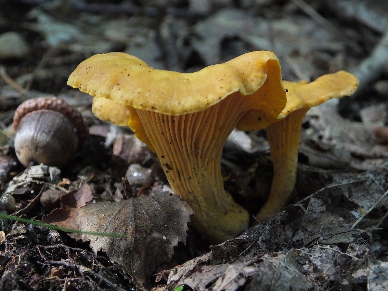 Лисичка желтая (Cantharellus cibarius)