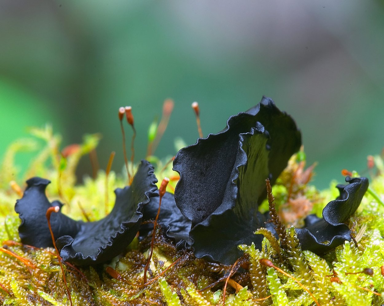Гриб Cantharellus tubaeformis.