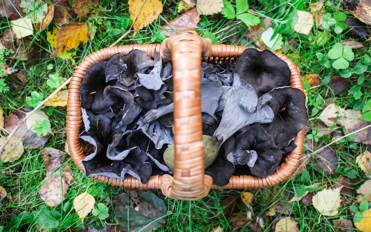 Гриб Cantharellus tubaeformis.