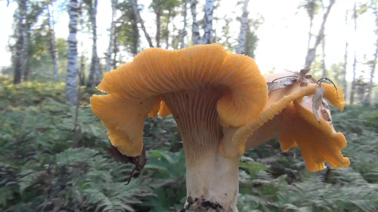 Вороночник рожковидный (Craterellus cornucopioides)