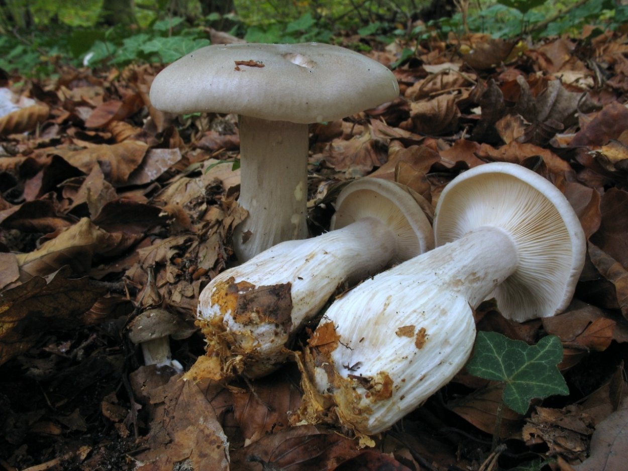 Говорушка серая дымчатая гриб