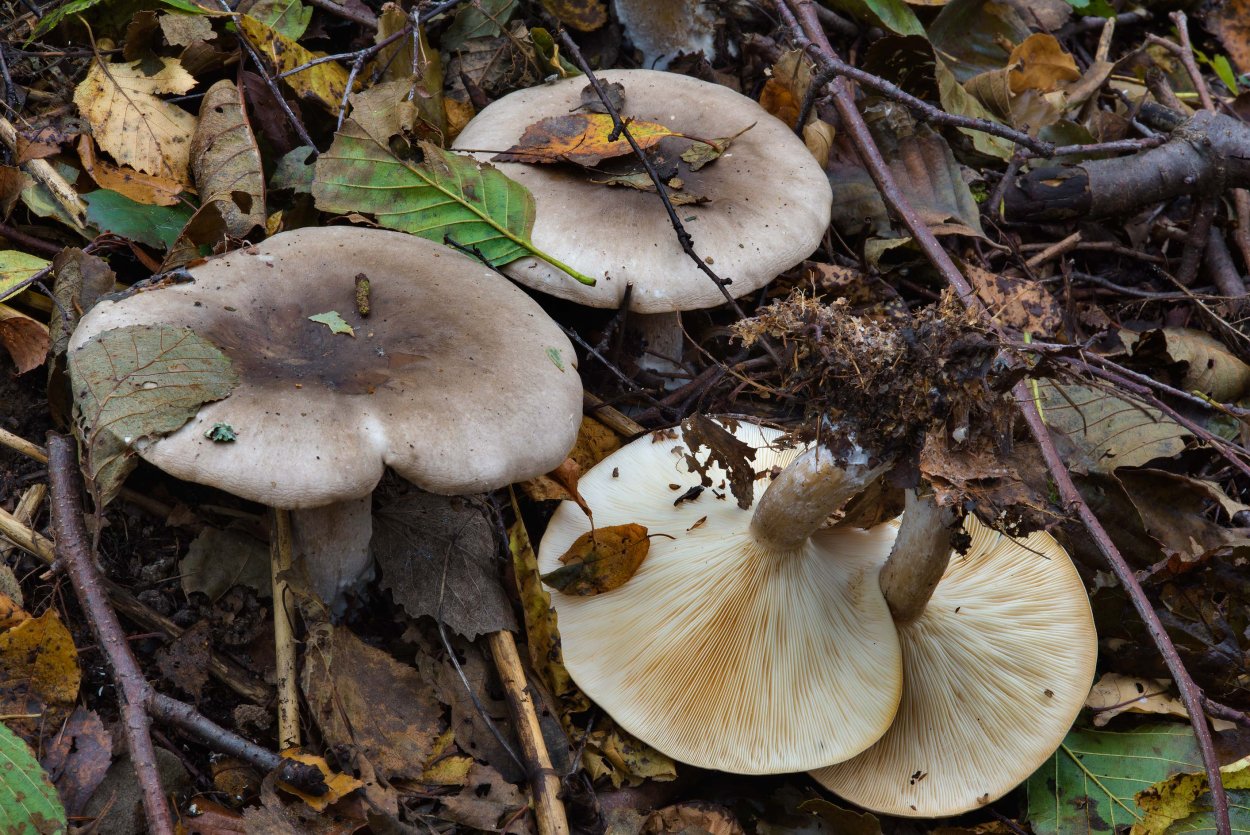 Гриб говорушка дымчатая