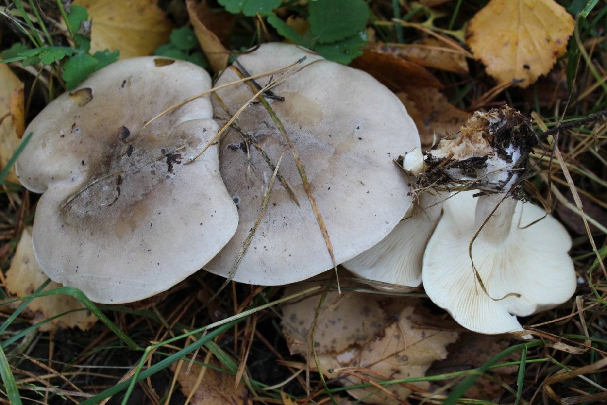 Говорушка дымчатая