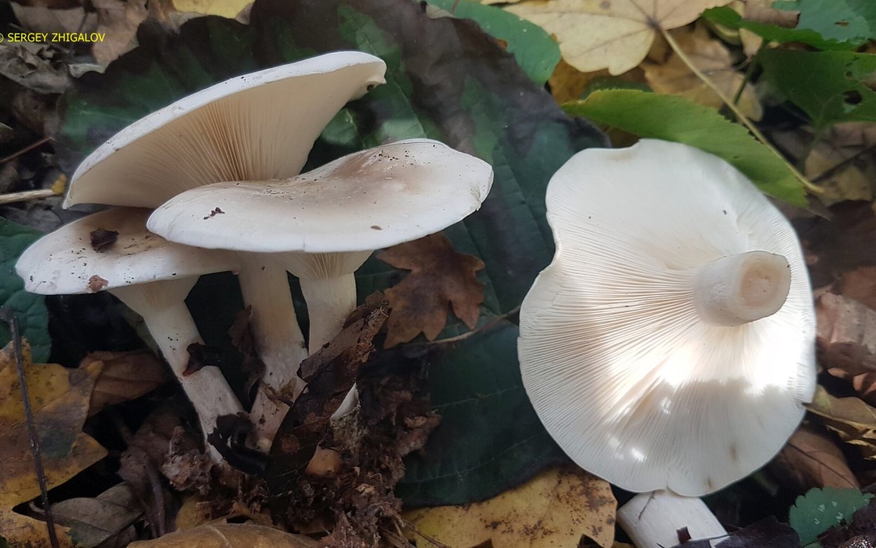 Дымчатая говорушка Clitocybe nebularis