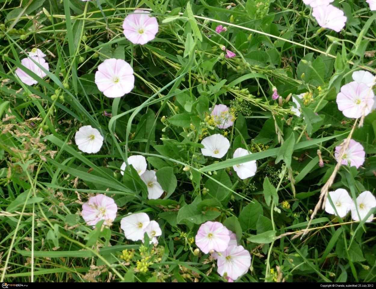 Вьюнок (Convolvulus CN.), р9