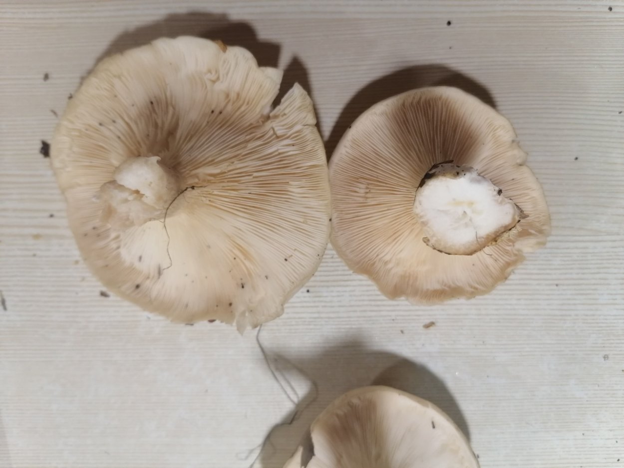 Крымские степные грибы мышата