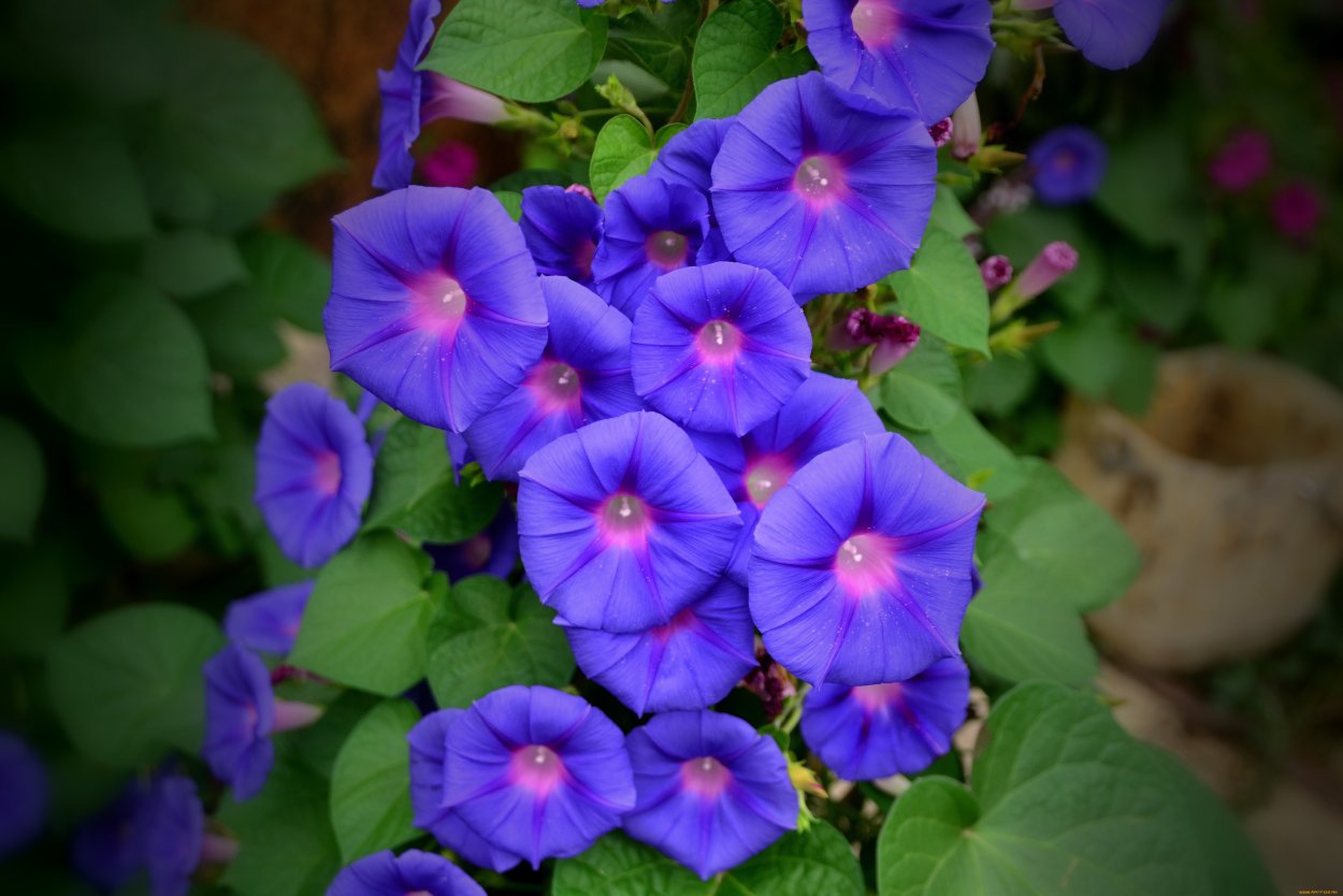 Ипомея виолацея