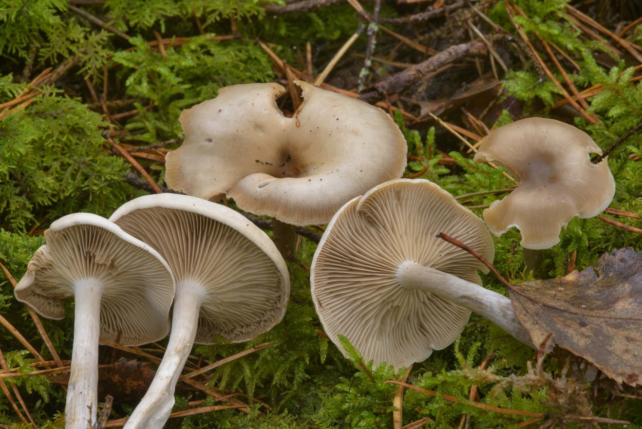 Говорушка ворончатая белая