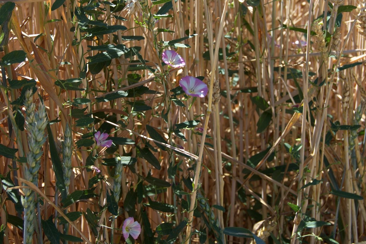Вьюнок полевой в пшенице