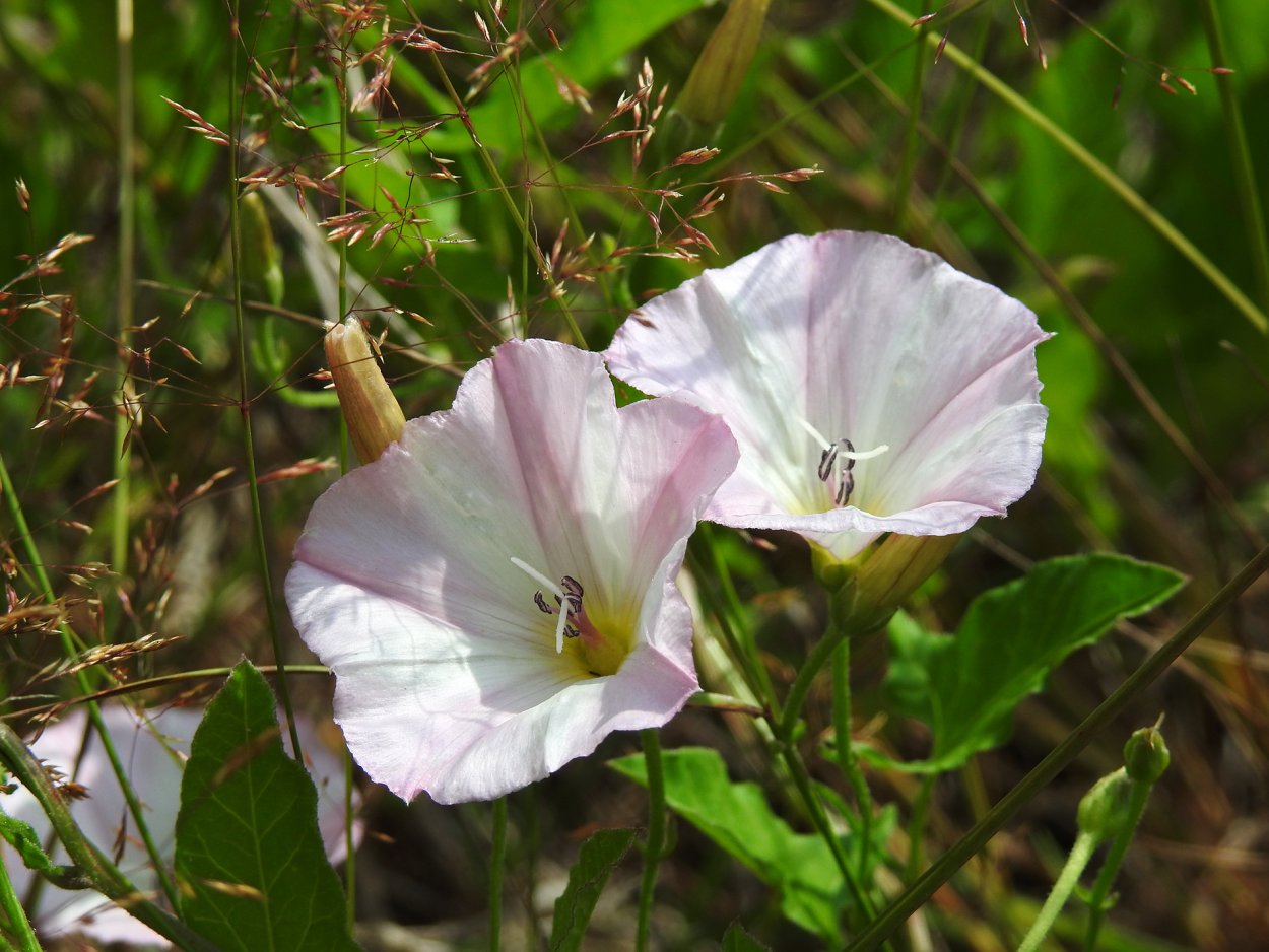 Вьюнок полевой (convōlvulusarvēnsis)