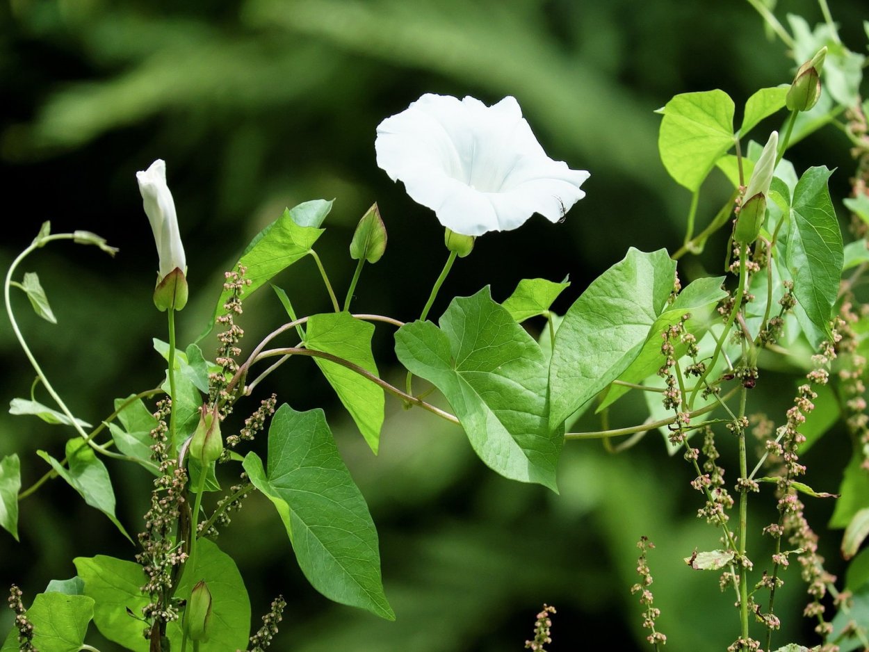 Вьюнок Березка сорняк