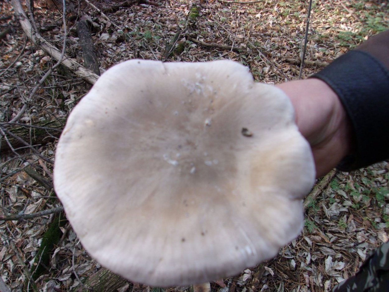 Серый пластинчатый гриб на толстой ножке