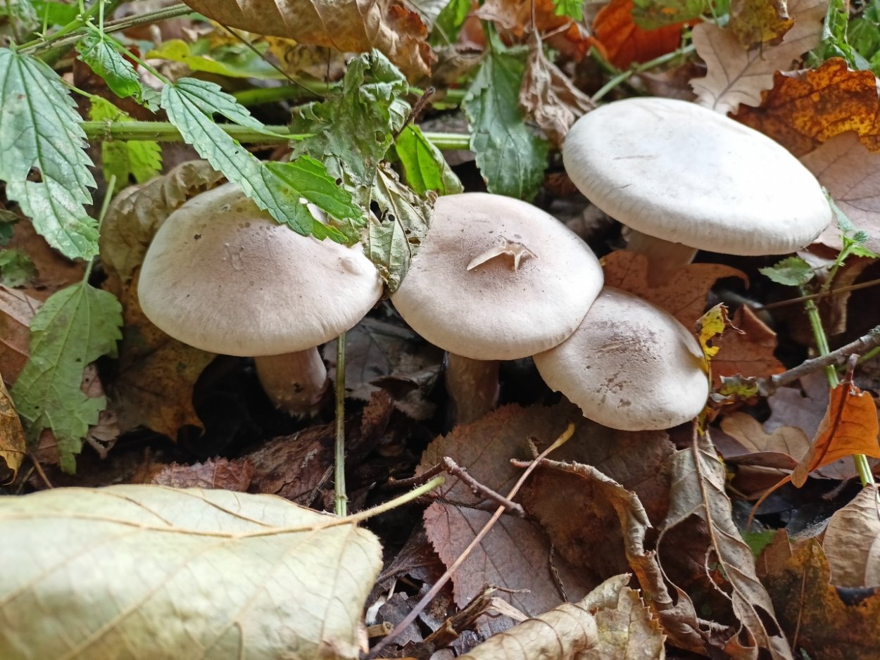 Гриб рядовка-говорушка