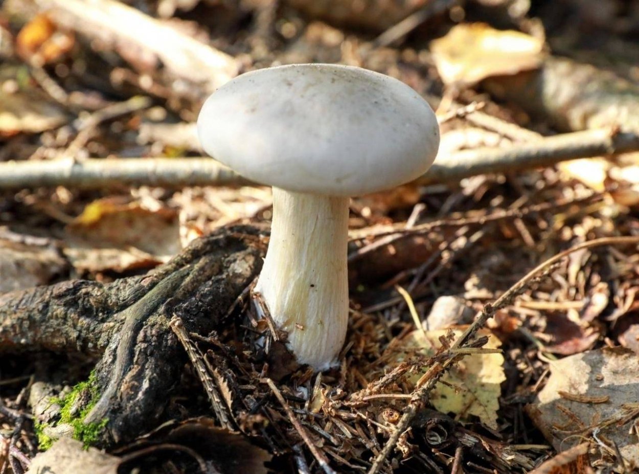 Гриб говорушка серая