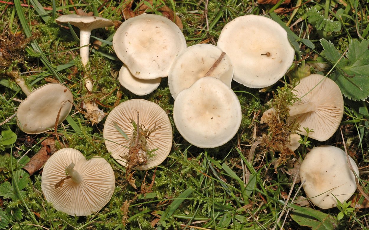 Clitocybe Agrestis