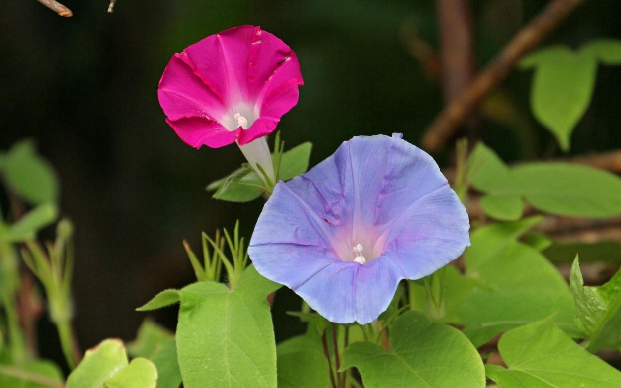 Вьюн ипомея