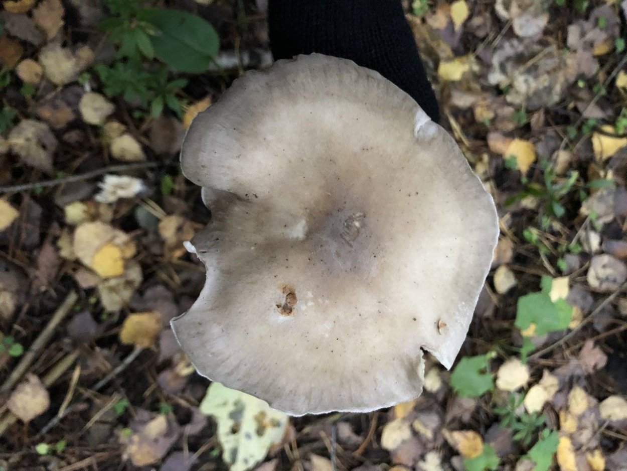 Дымчатая говорушка Clitocybe nebularis