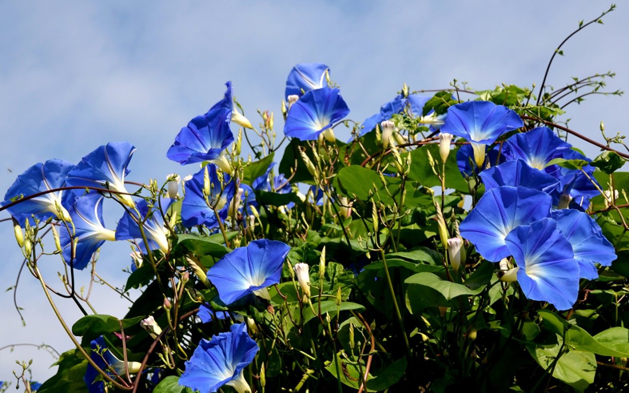 Вьюнок полевой голубой