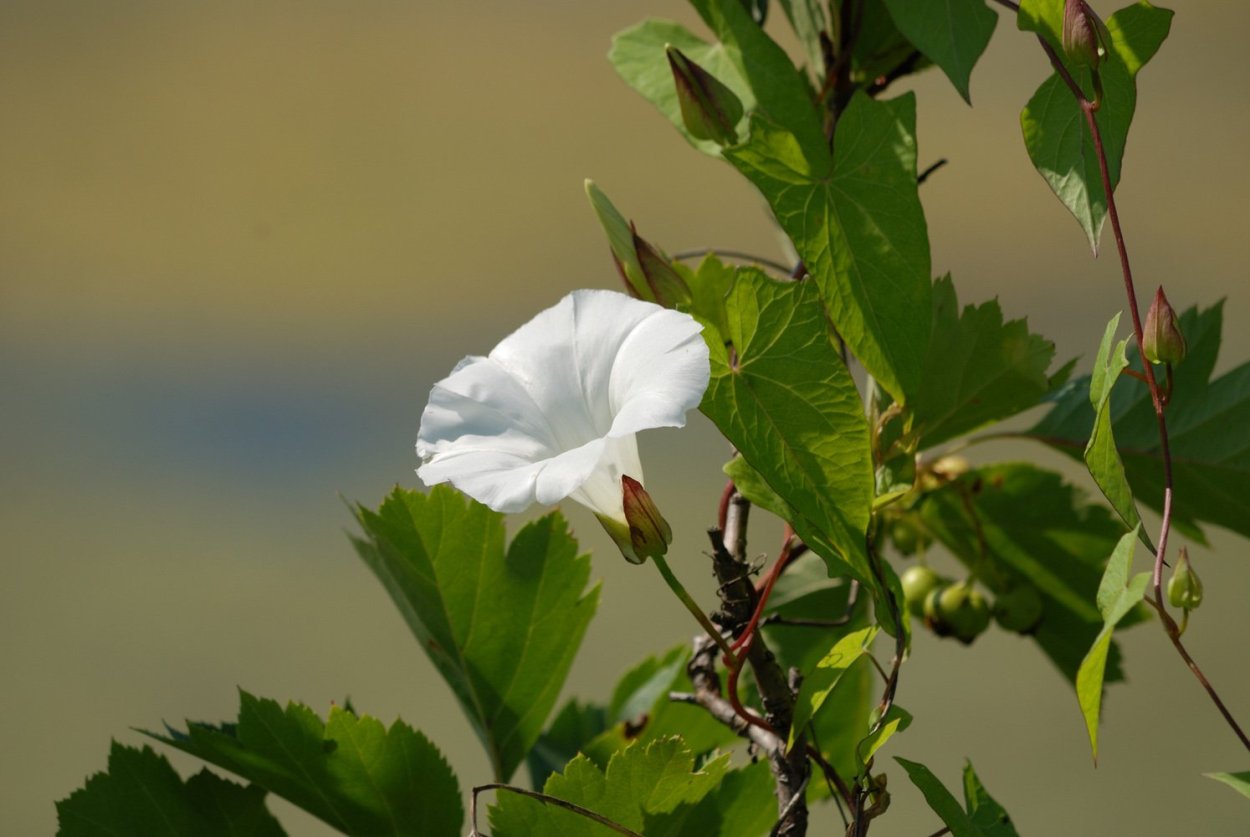 Алтеевидный Вьюнок